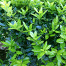 Dwarf Burford Holly Shrub
