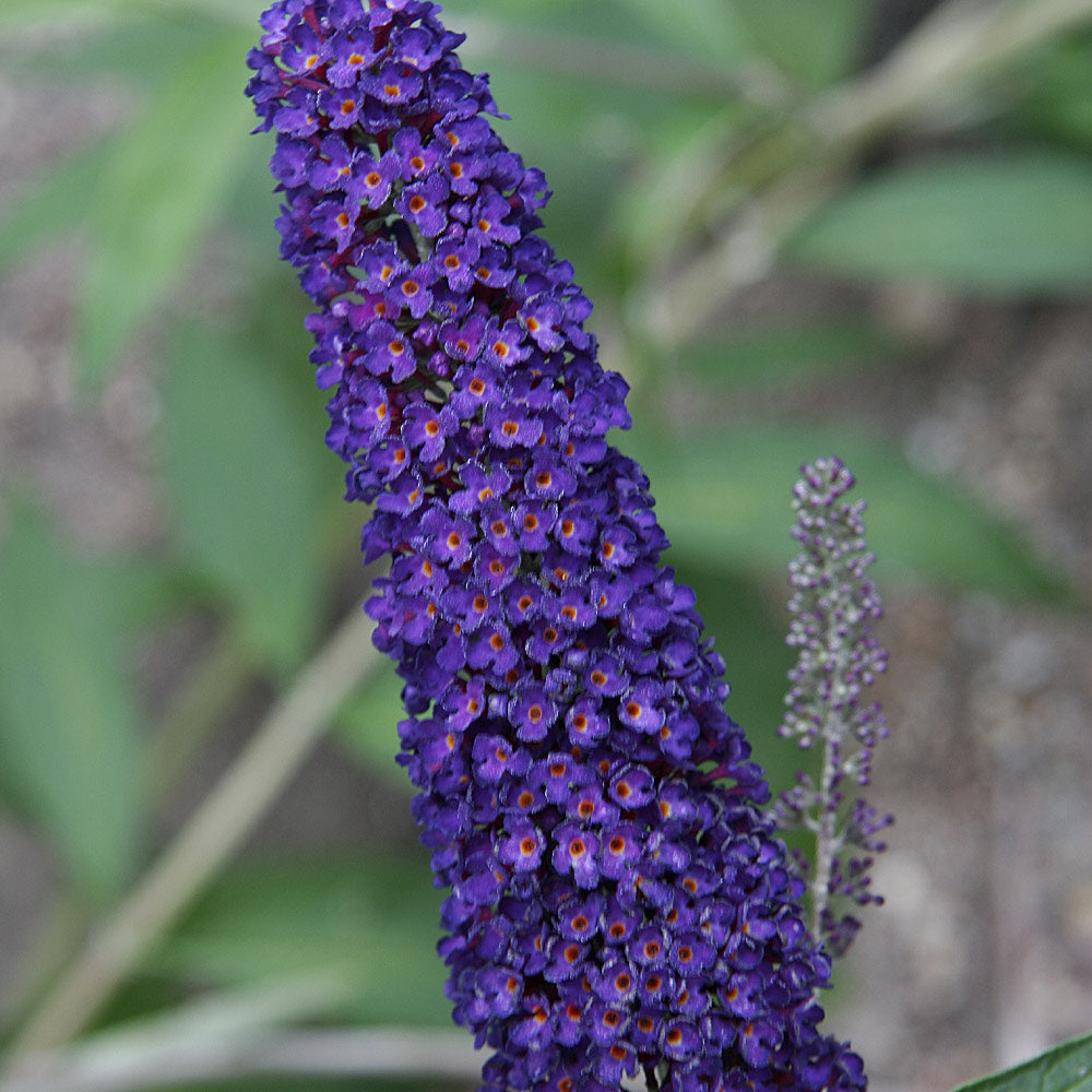 #2 - Black Knight Butterfly Bush