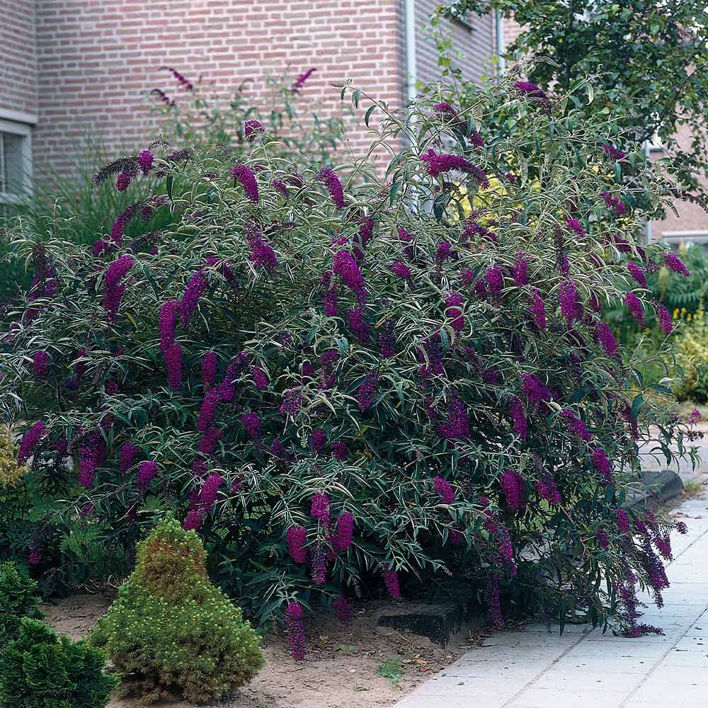 #3 - Black Knight Butterfly Bush