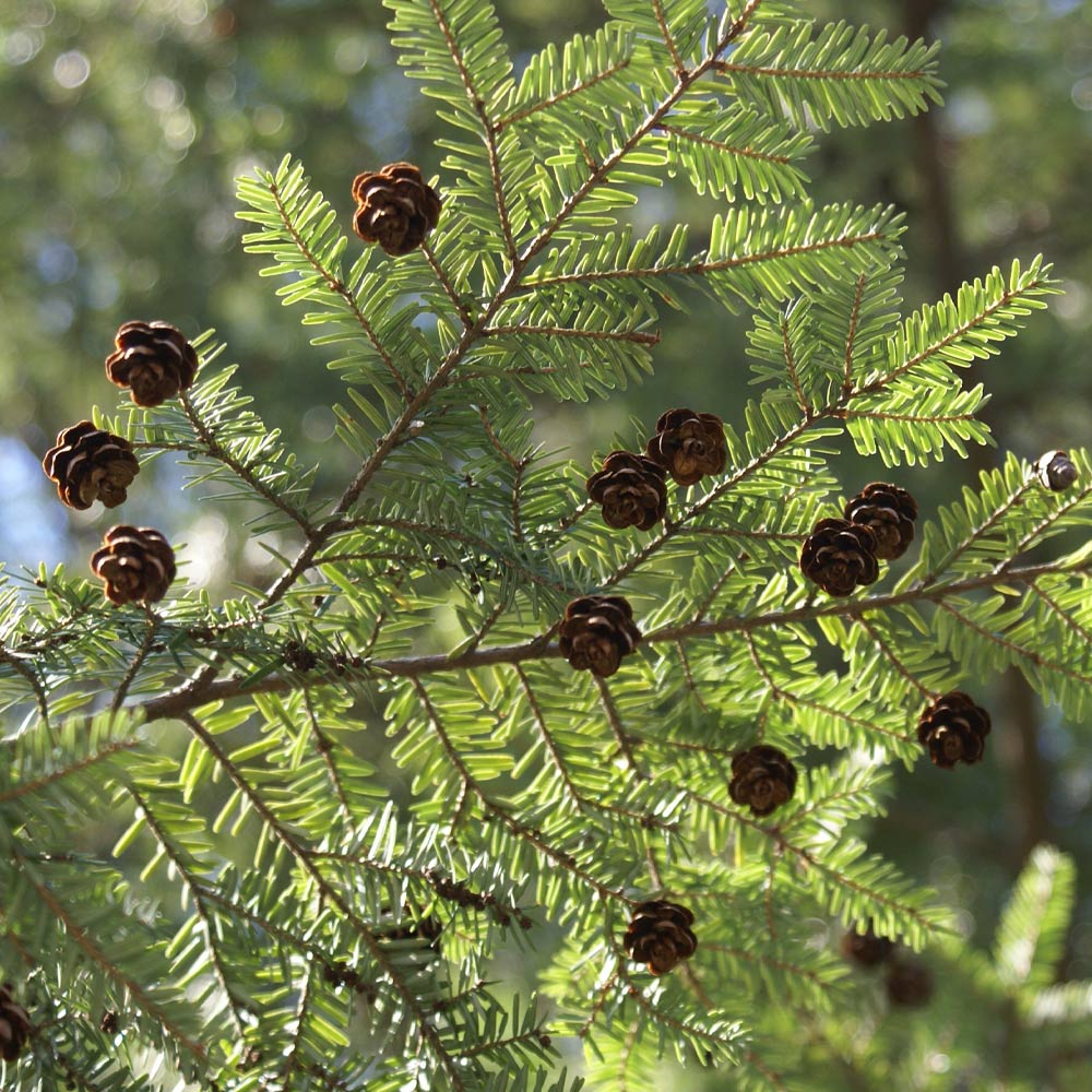 #2 - Canadian Hemlock Tree