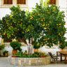 Cara Cara Navel Orange Tree