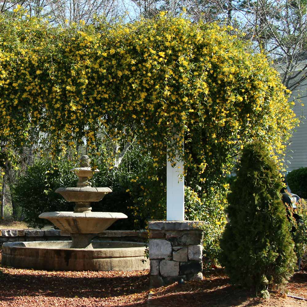 #3 - Carolina Jasmine