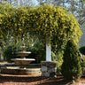 Carolina Jasmine