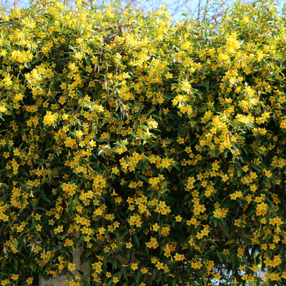 #2 - Carolina Jasmine