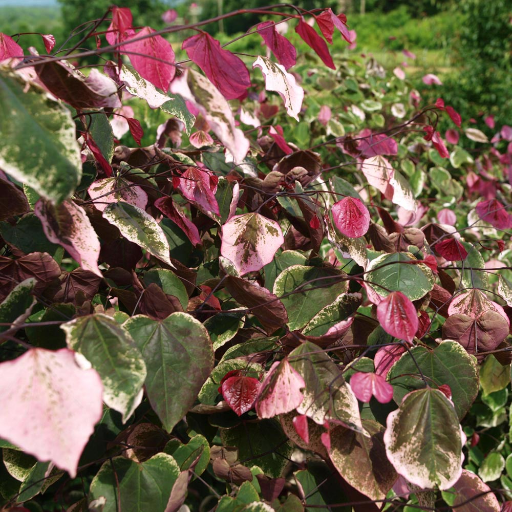A photo of the Carolina Sweetheart® Redbud Tree