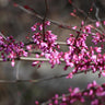 Carolina Sweetheart® Redbud Tree