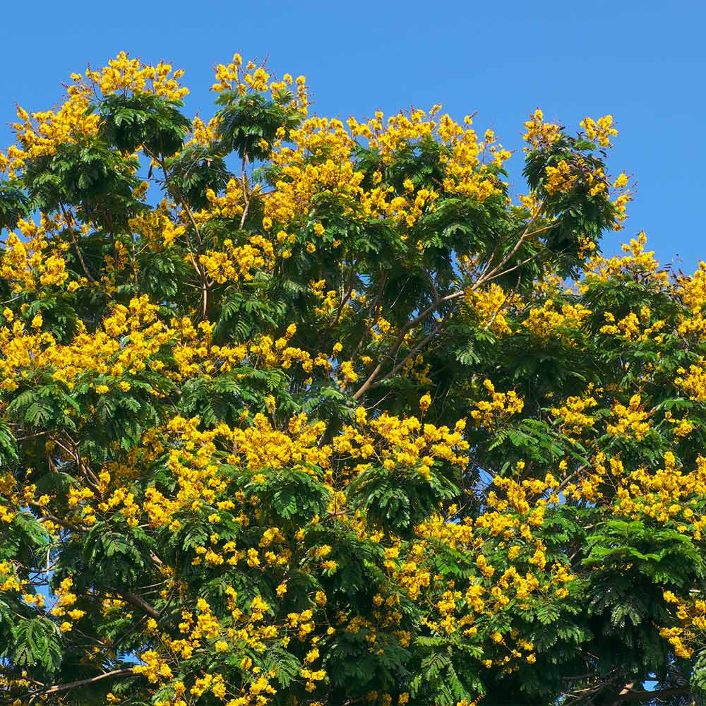 #2 - Cassia Tree