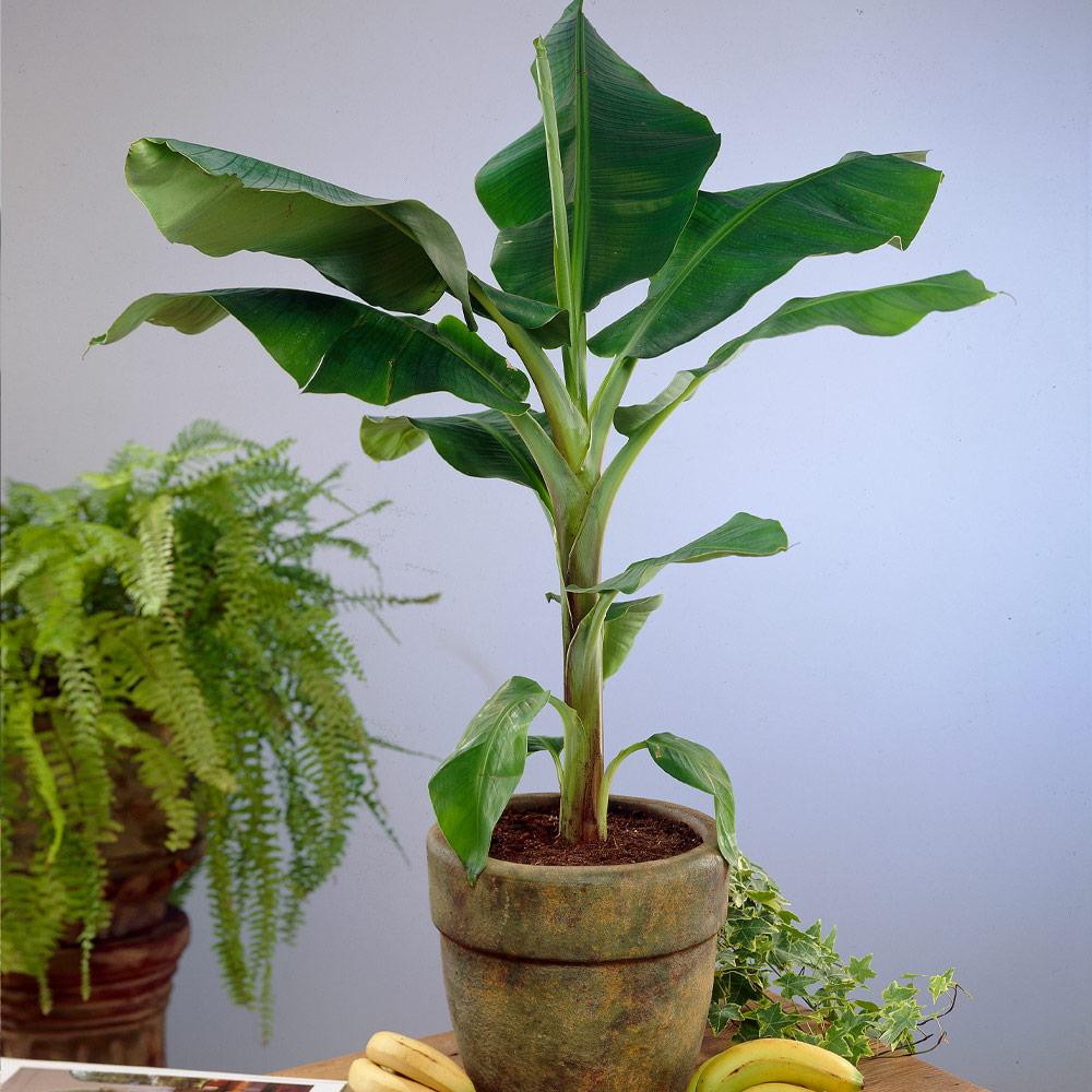 #4 - Dwarf Cavendish Banana Tree