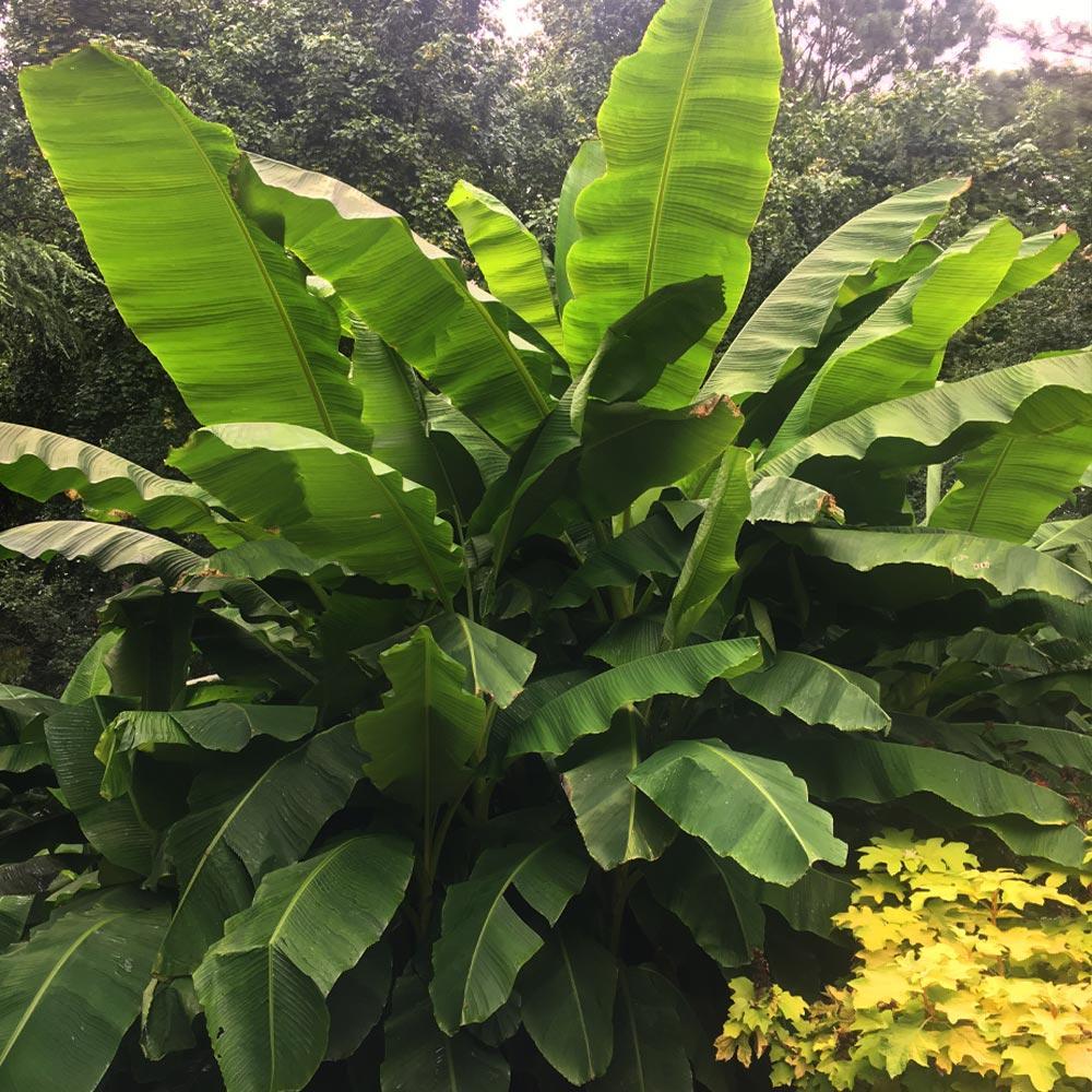#2 - Dwarf Cavendish Banana Tree