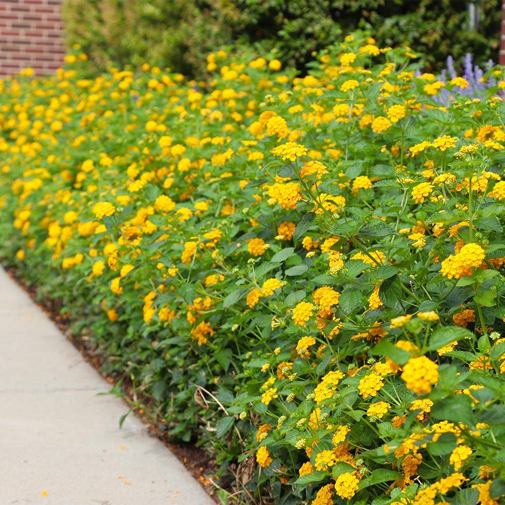 A photo of the New Gold Lantana