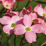 Cherokee Chief Dogwood Tree