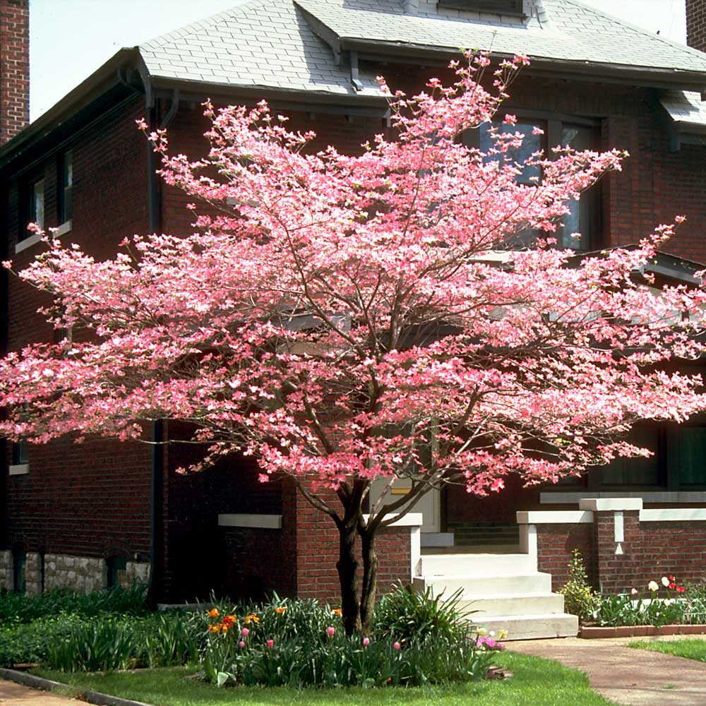 Cherokee Chief Dogwood Tree