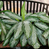Green Chinese Evergreen Plant