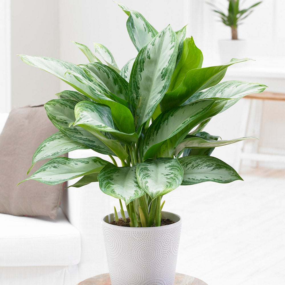 A photo of the Green Chinese Evergreen Plant