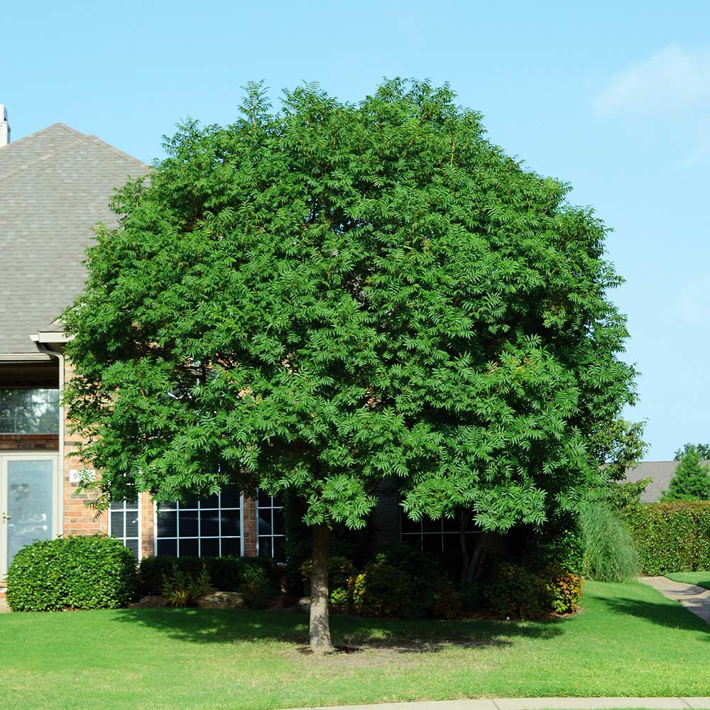A photo of the Chinese Pistache Tree
