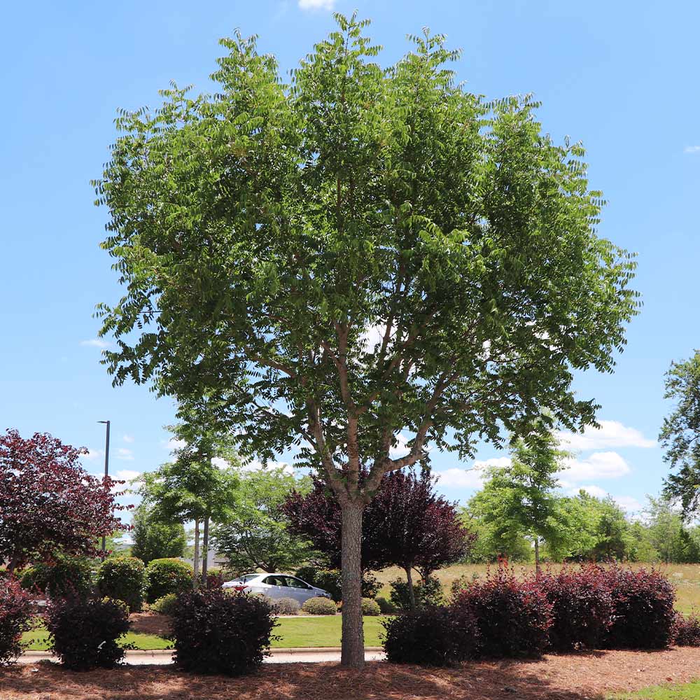 #4 - Chinese Pistache Tree