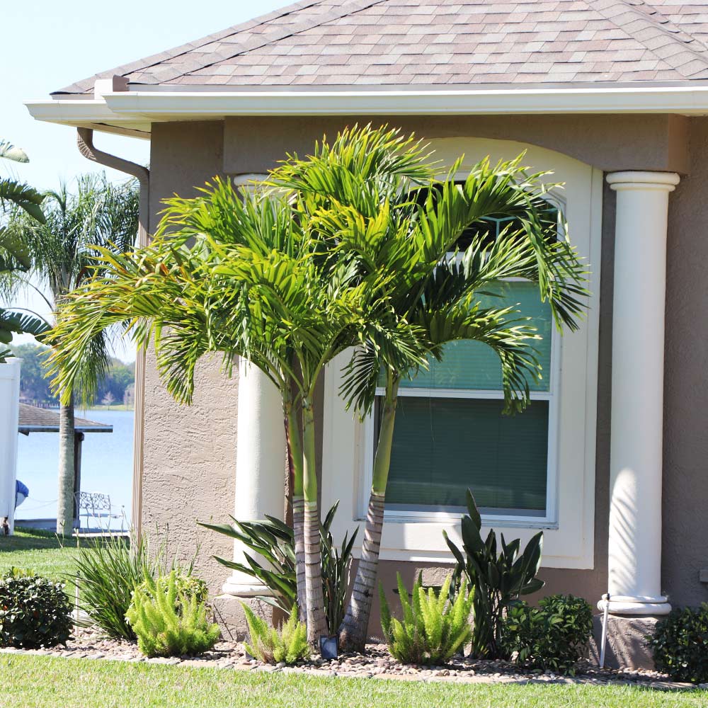 #2 - Christmas Palm Tree