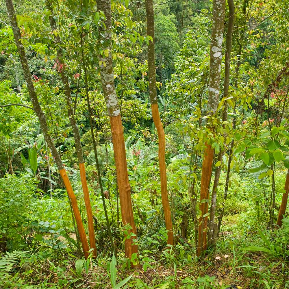 A photo of the Cinnamon Tree