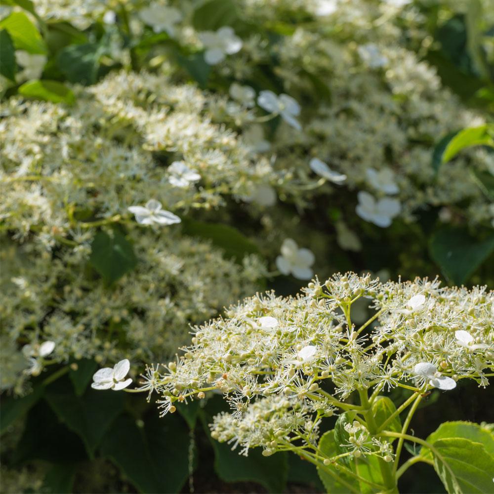 #2 - Climbing Hydrangea