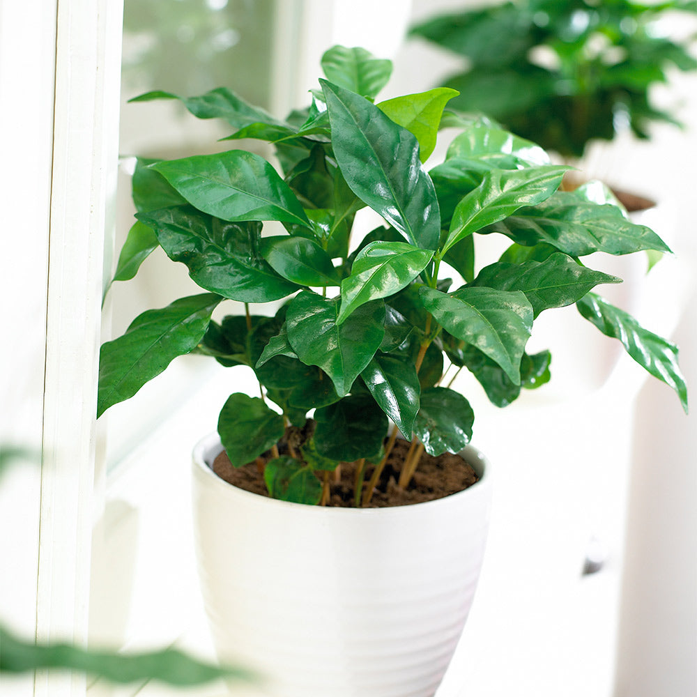 #2 - Arabica Coffee Plant