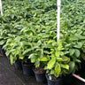 Arabica Coffee Plant - USDA Organic