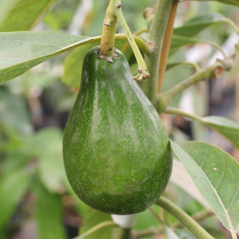 #6 - Cold Hardy Avocado Tree