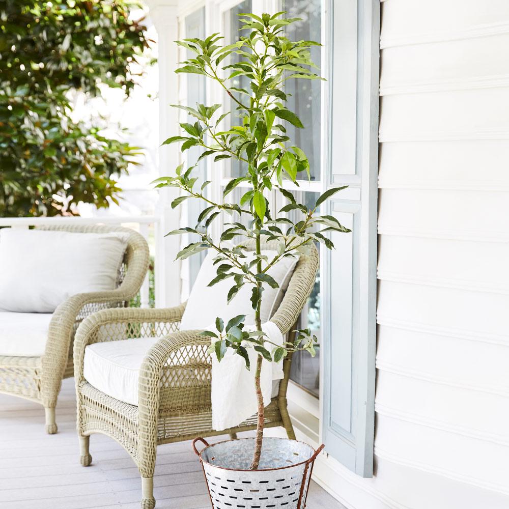 A photo of the Cold Hardy Avocado Tree