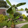 Cold Hardy Banana Tree