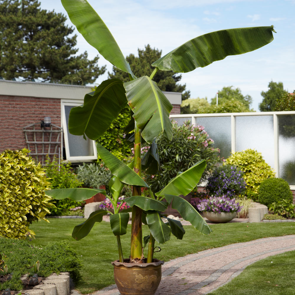 #3 - Cold Hardy Banana Tree