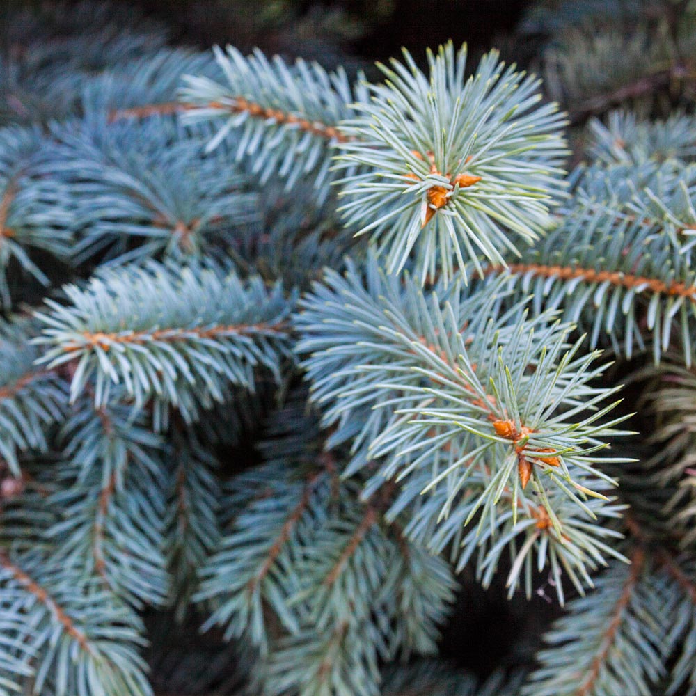 #4 - Colorado Blue Spruce Tree