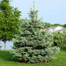 Colorado Blue Spruce Tree