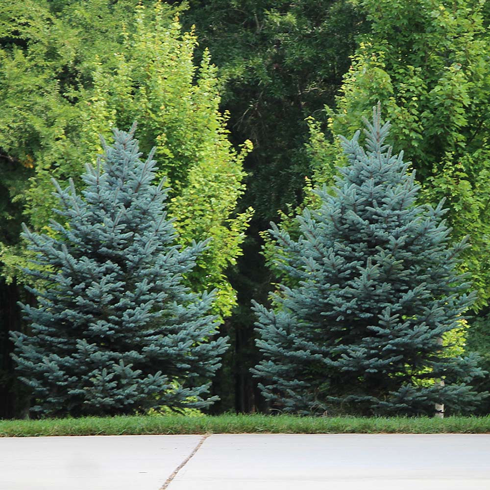 #3 - Colorado Blue Spruce Tree