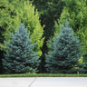 Colorado Blue Spruce Tree