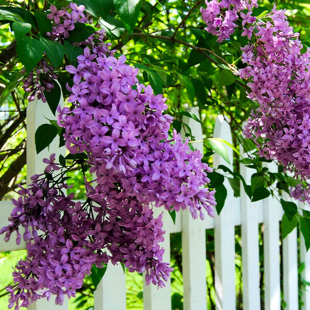 #2 - Common Purple Lilac Plant