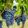 Concord Grape Vine