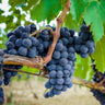 Concord Grape Vine