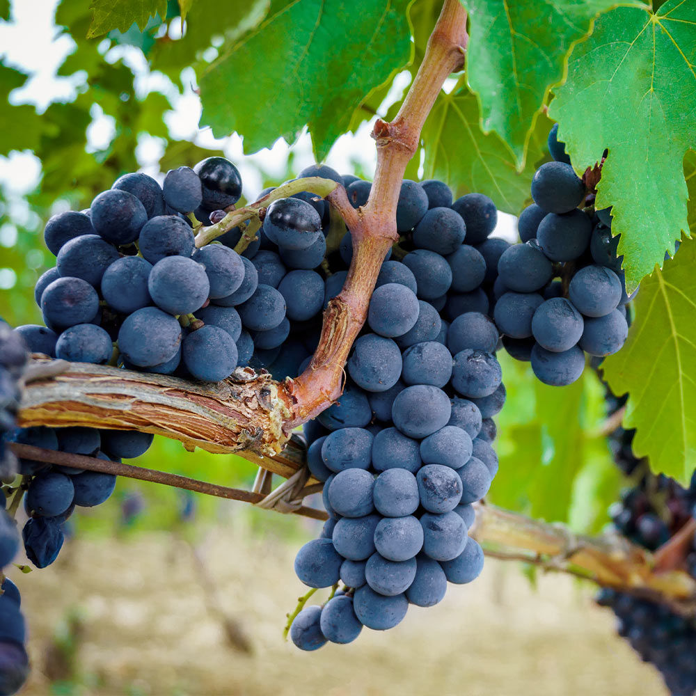 Concord Grape Vine