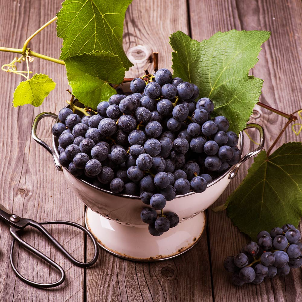 #4 - Concord Grape Vine