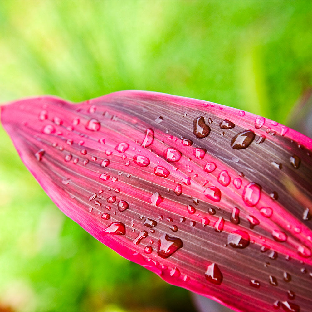 #3 - Hawaiian Ti Plant