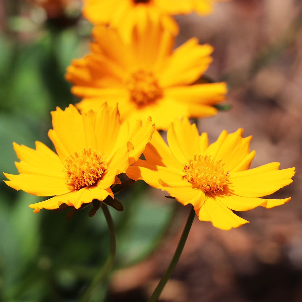 #2 - Nana Coreopsis (Tickseed) Plant