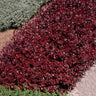 Crimson Pygmy Barberry Shrub