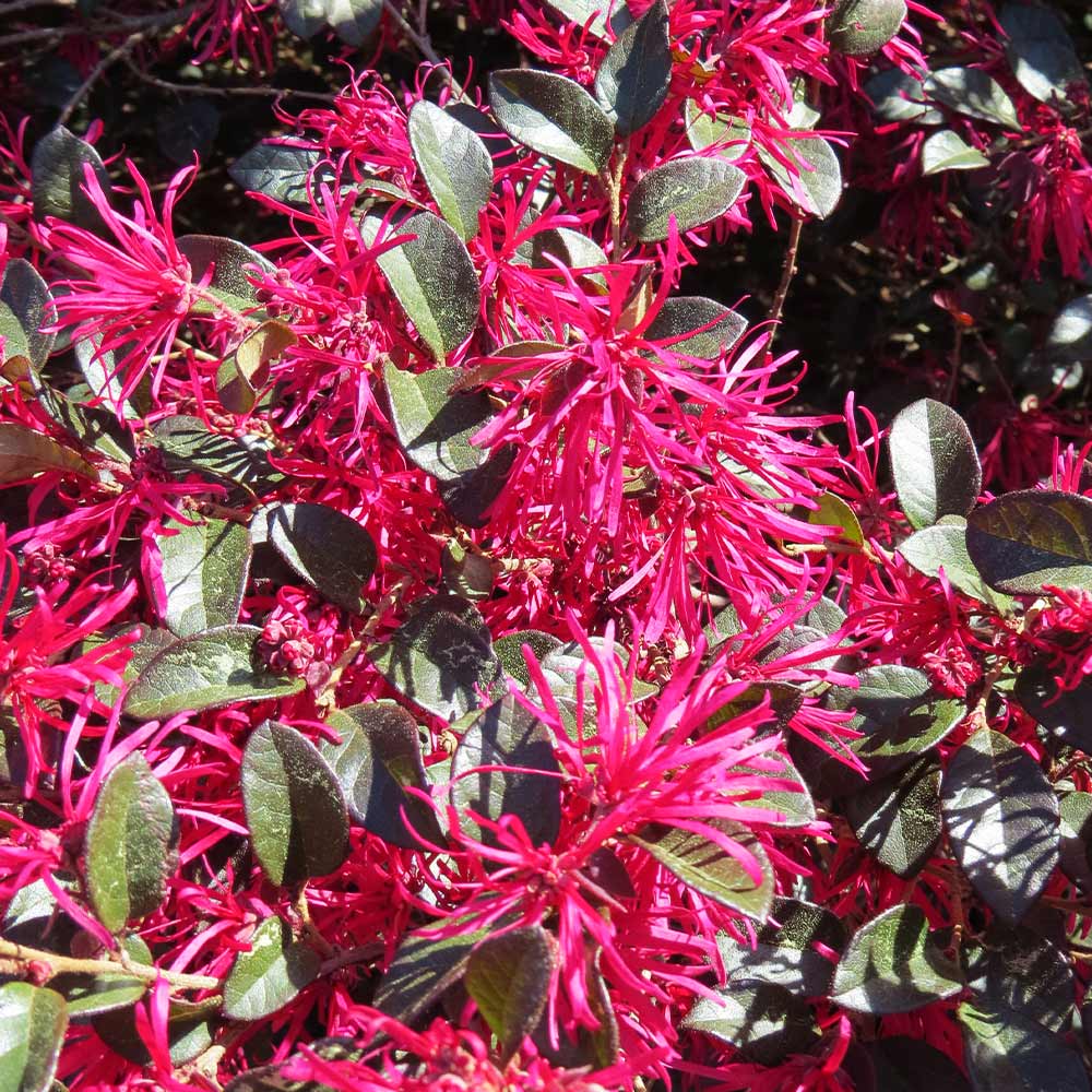 #3 - Crimson Fire™ Loropetalum