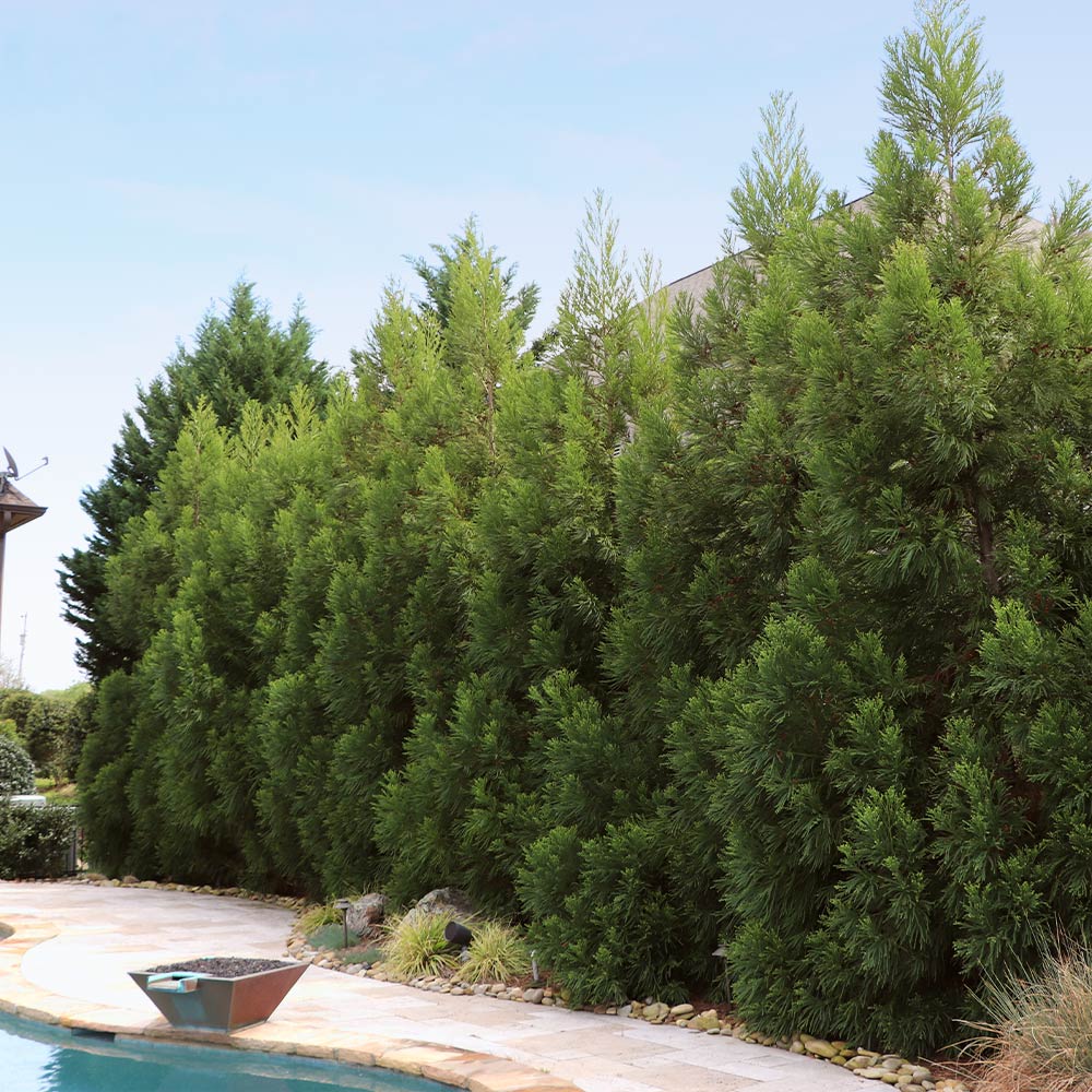 #5 - Cryptomeria Radicans Tree