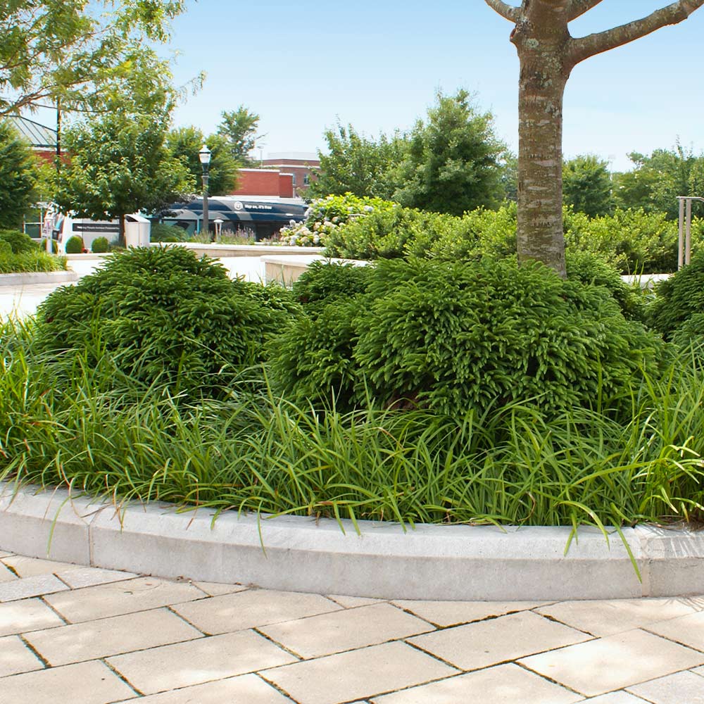 #3 - Cryptomeria 'Globosa Nana'