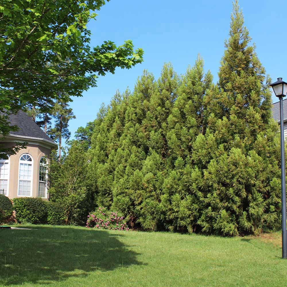 #1 - Cryptomeria Radicans Tree