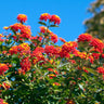Dallas Red Lantana