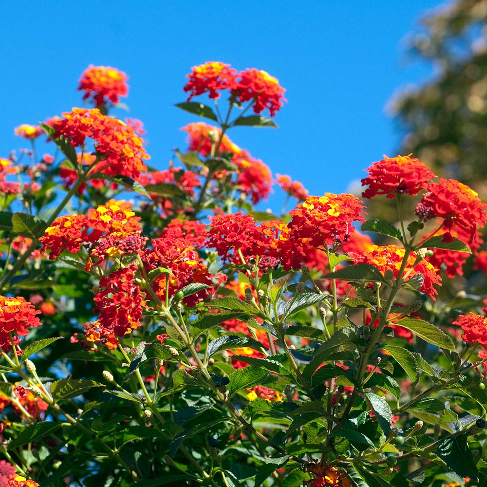Dallas Red Lantana