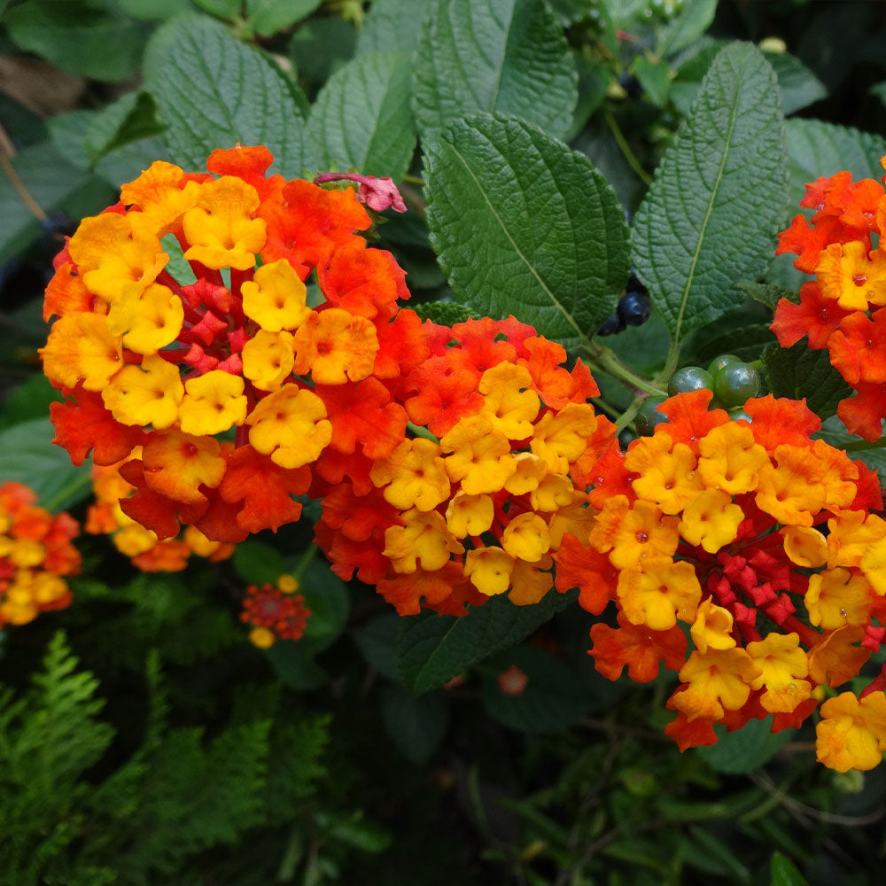 #4 - Dallas Red Lantana