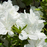 Delaware Valley White Azalea Shrub
