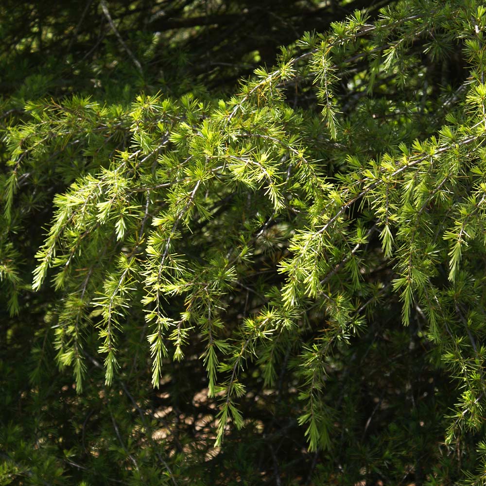 #4 - Deodar Cedar Tree